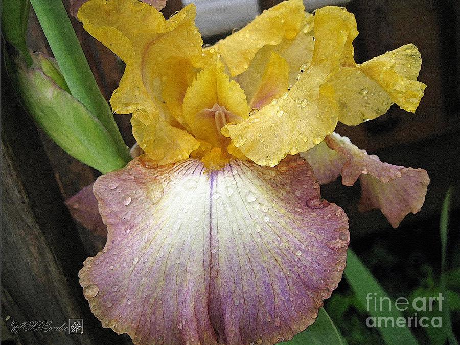 Tall Bearded Iris named Butterfingers #5 Painting by J McCombie