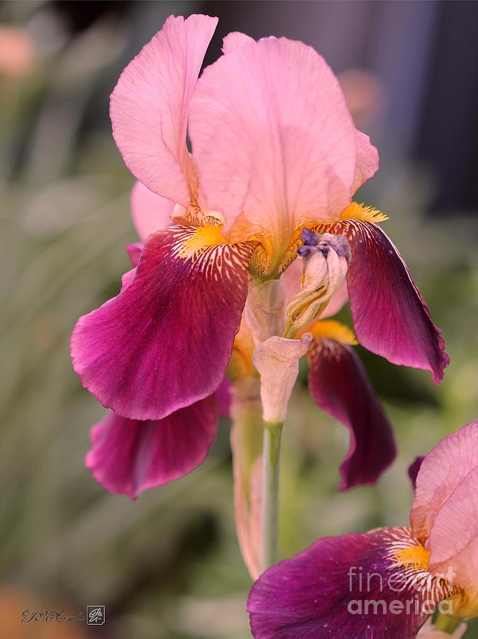 Flower Photograph - Tall Bearded Iris named Indian Chief #3 by J McCombie
