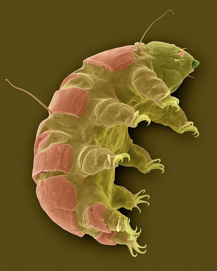 Tardigrade (echiniscus Sp.) #3 Photograph by Dennis Kunkel Microscopy/science Photo Library
