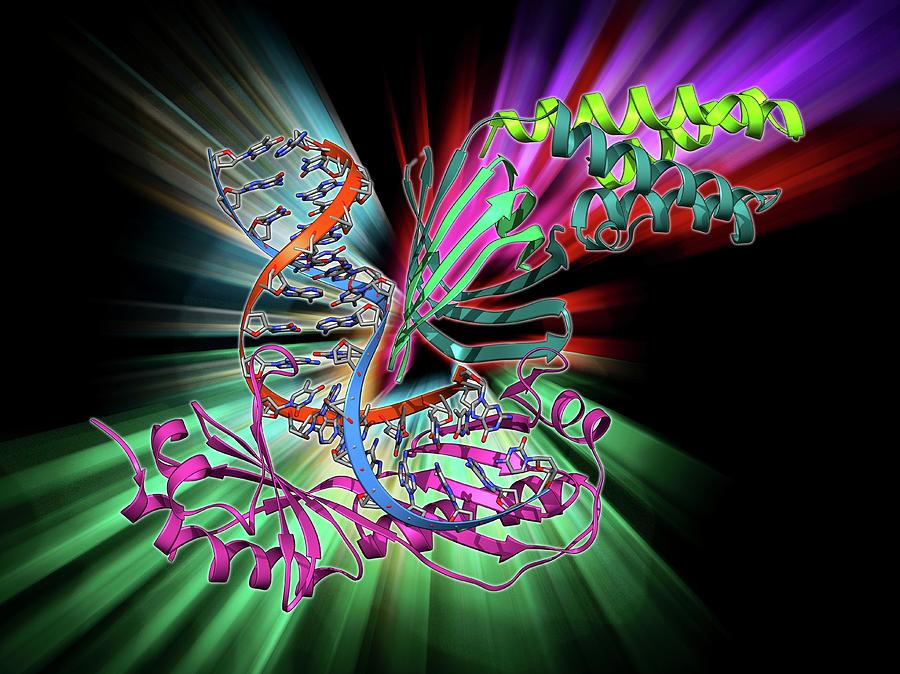 Alpha Helix Photograph - Tata Box-binding Protein Complex #3 by Laguna Design