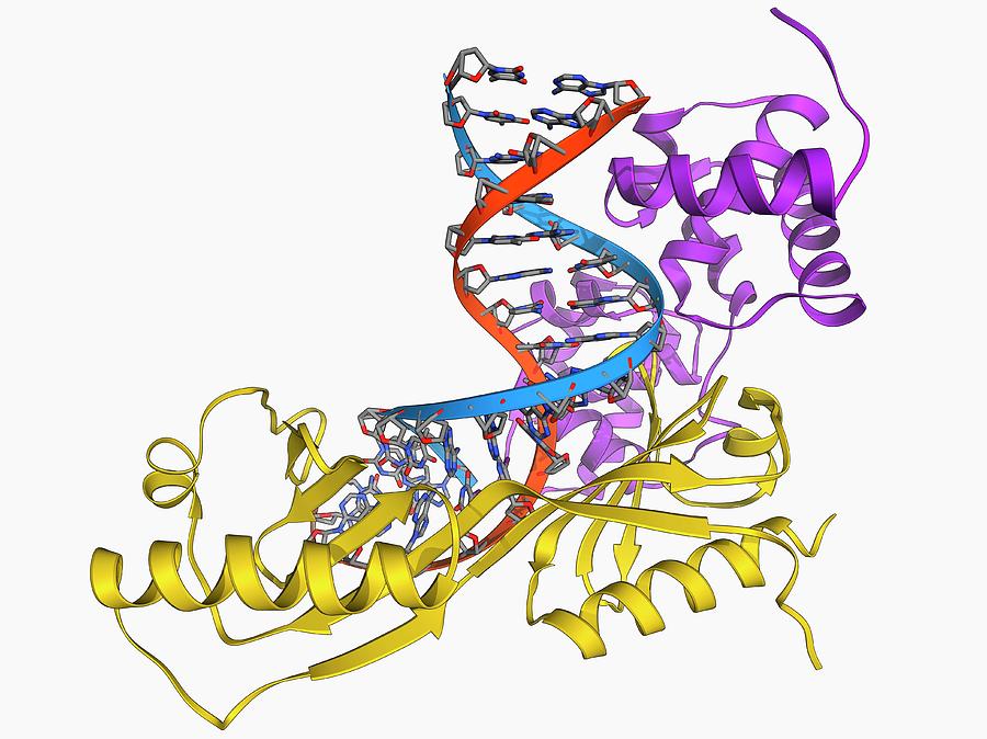 Freaky dna. Pa-Binding Protein. Tata Box в генетике. TBP and DNA. C4 Binding Protein.