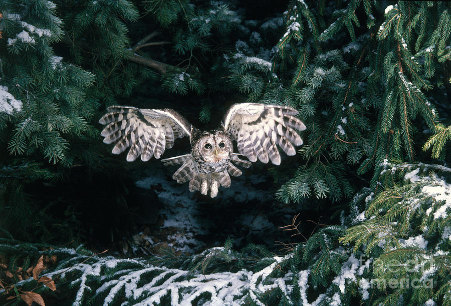 Tawny Owl #12 Photograph by Hans Reinhard