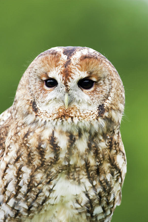 Tawny Owl #3 Photograph by John Devries/science Photo Library