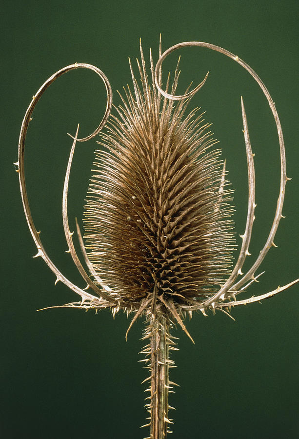 Teasel Flower #3 Photograph by Perennou Nuridsany