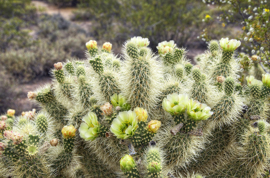 Teddy Bear Cholla #1 Photograph by Saija Lehtonen