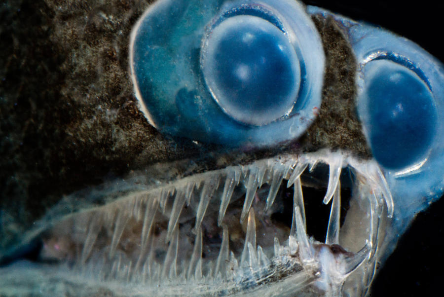Telescopefish Gigantura Sp #3 Photograph by Dant Fenolio