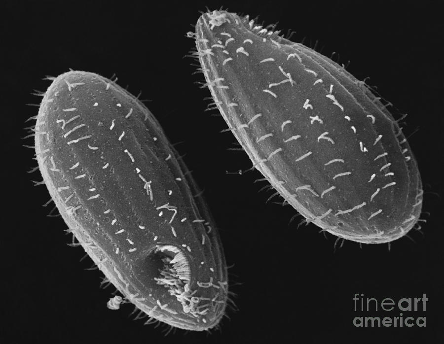 Tetrahymena Ciliate Sem #3 Photograph by David M. Phillips