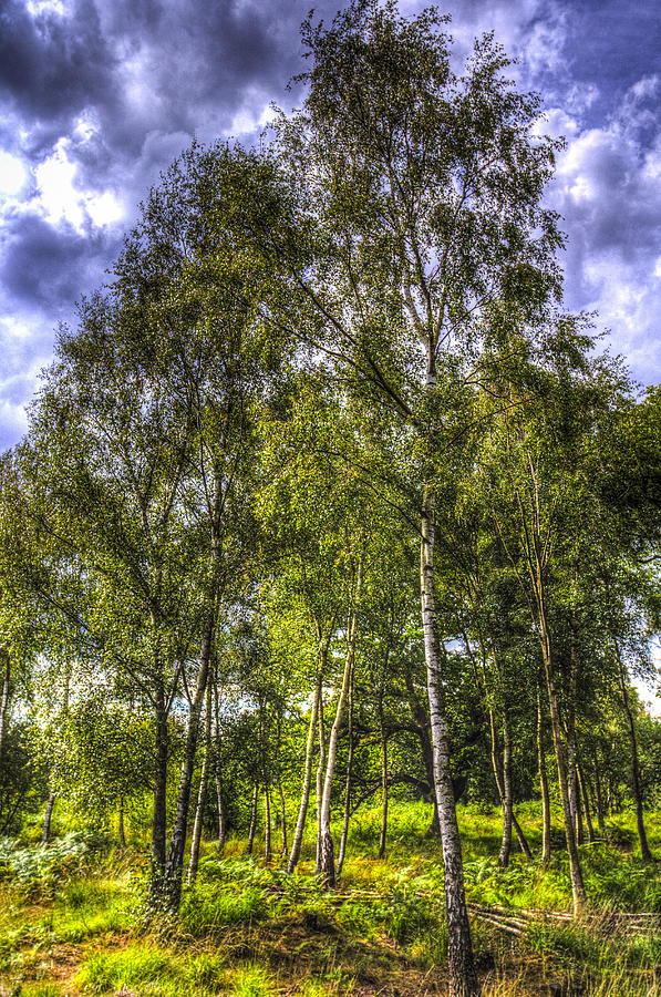 The Ancient Forest Photograph by David Pyatt - Fine Art America