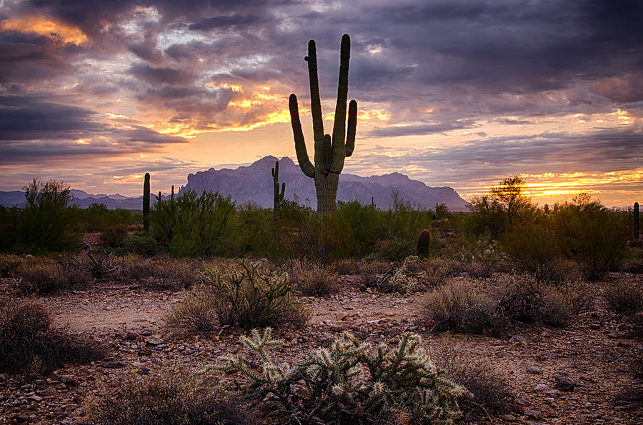 The Beauty of the Desert Photograph by Saija Lehtonen