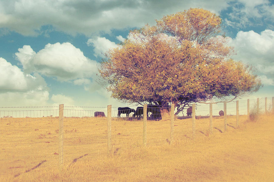 Cow Photograph - The Cow Tree #3 by Amy Tyler