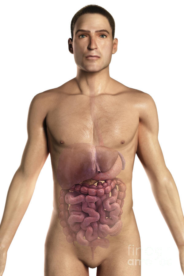 The Digestive System #3 Photograph by Science Picture Co