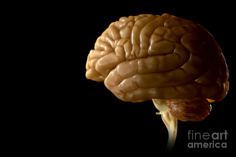 The Human Brain #3 Photograph by Science Picture Co
