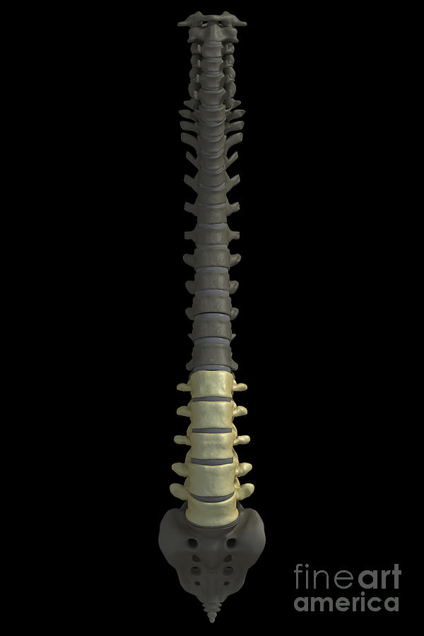 Skeleton Photograph - The Lumbar Vertebrae #3 by Science Picture Co