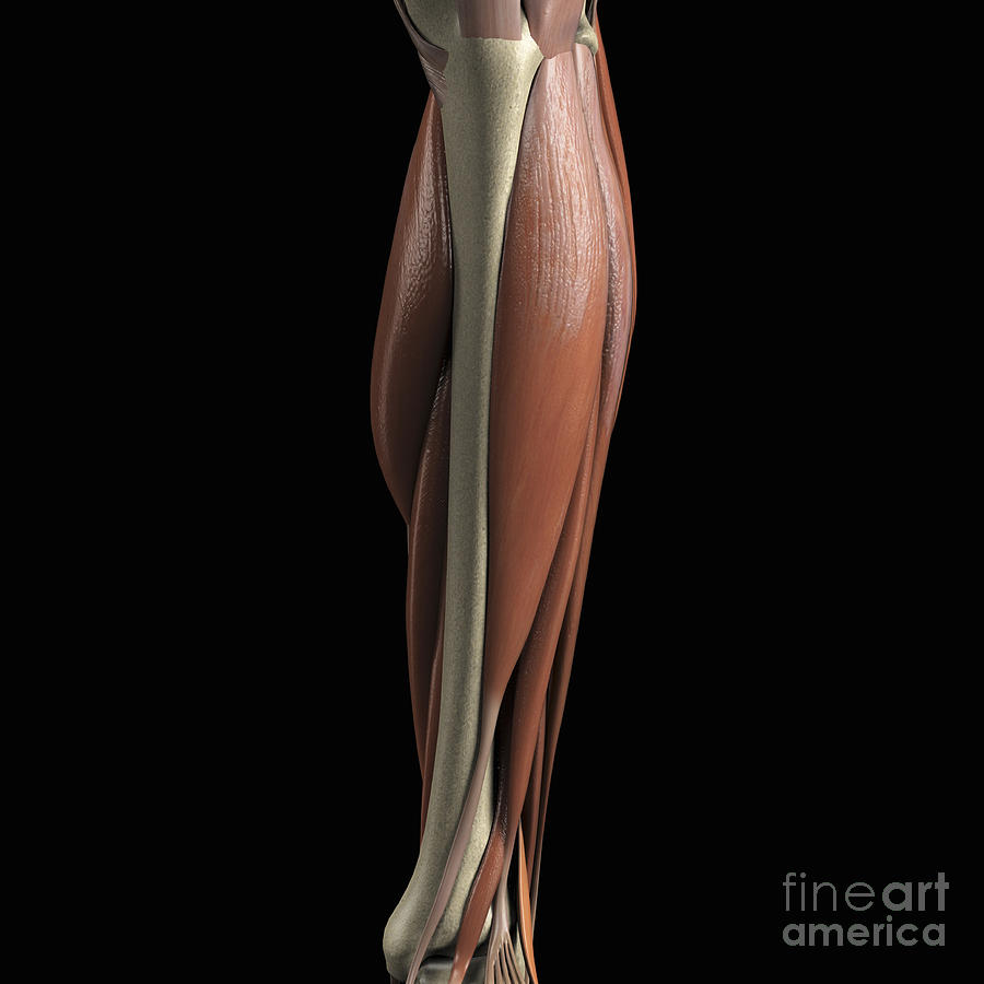 Muscles Photograph - The Muscles Of The Lower Leg #3 by Science Picture Co