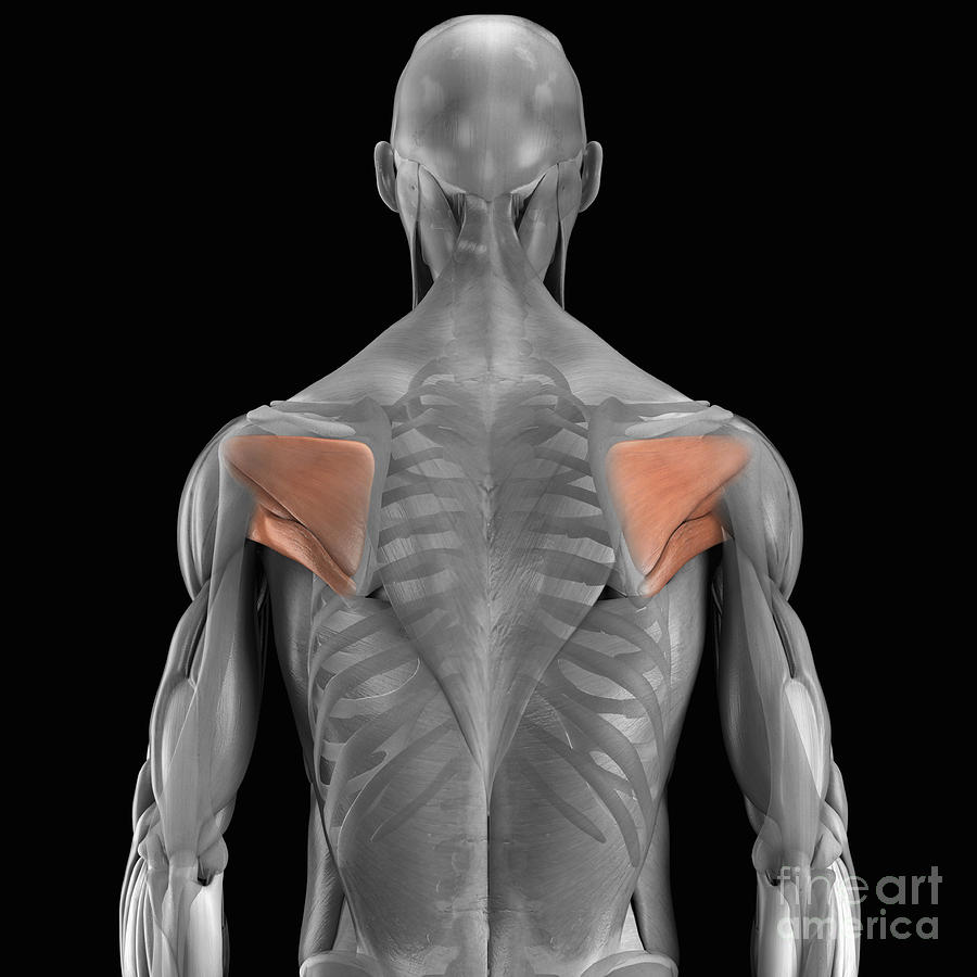 The Muscles Of The Scapula #3 Photograph by Science Picture Co