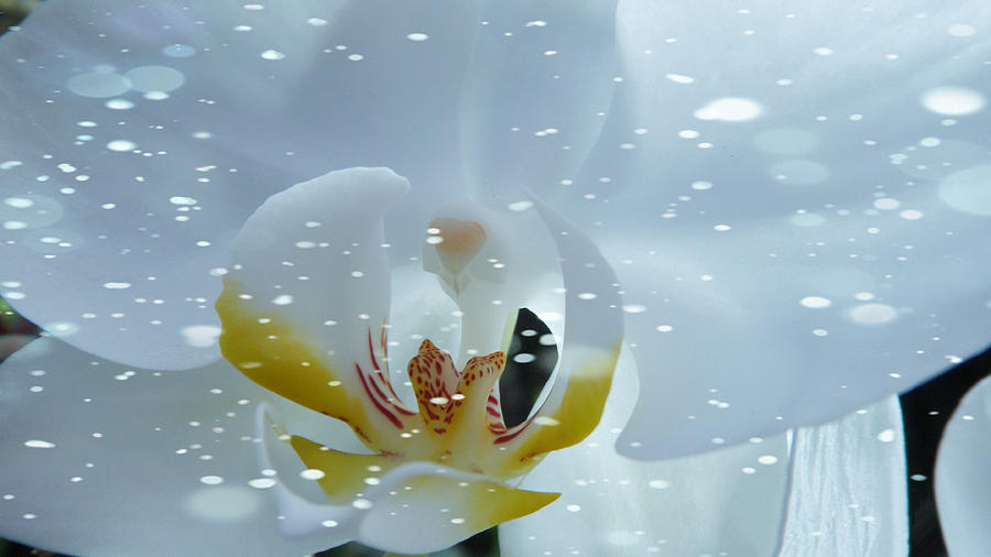 The Orchid with Snow #1 Digital Art by Xueyin Chen