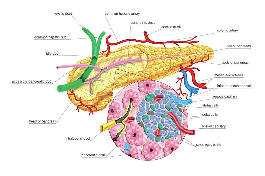 The Pancreas #3 Photograph by Asklepios Medical Atlas