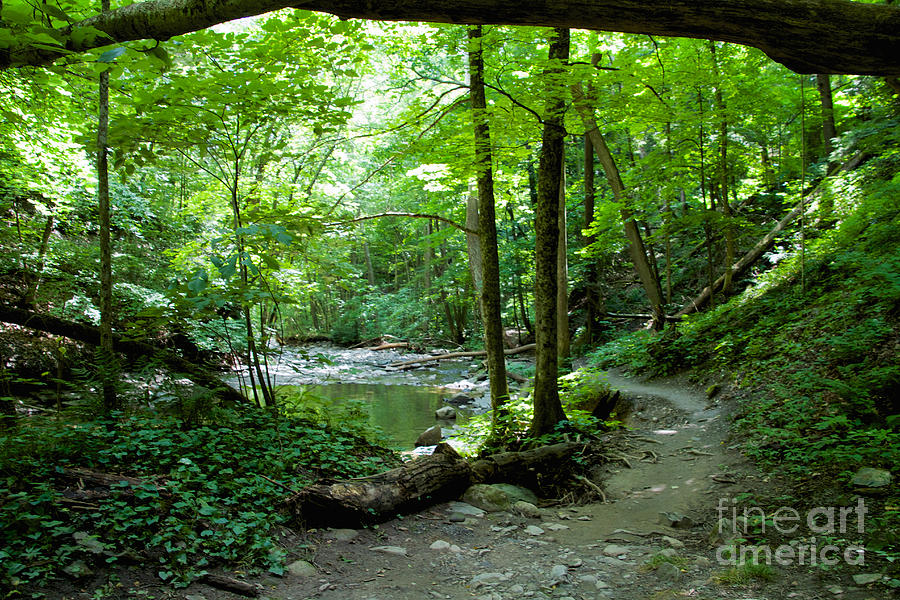 The Path Photograph by William Norton - Fine Art America