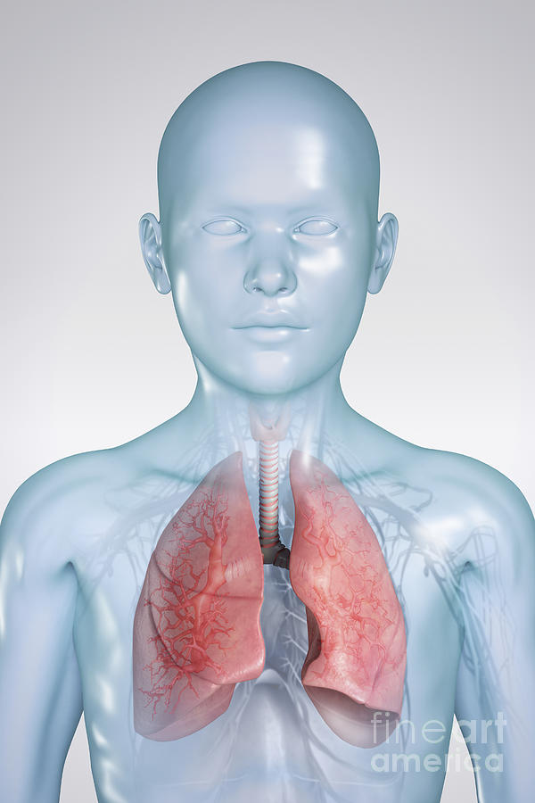 The Respiratory System Child Photograph by Science Picture Co - Fine ...