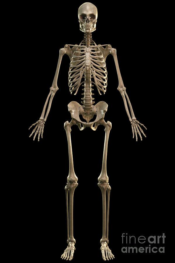Skeleton Photograph - The Skeleton #3 by Science Picture Co