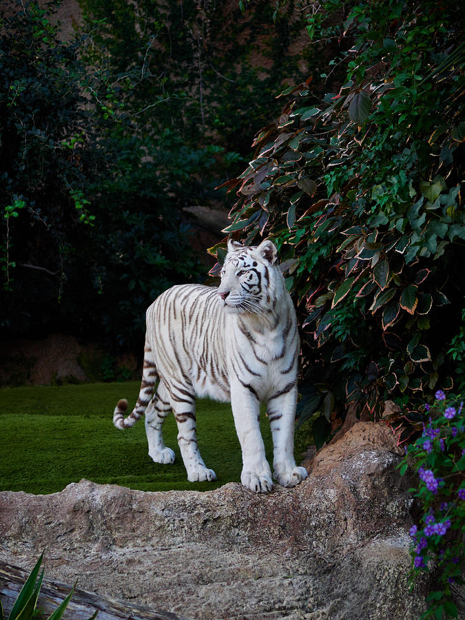 The White Tiger #1 Photograph by Jouko Lehto