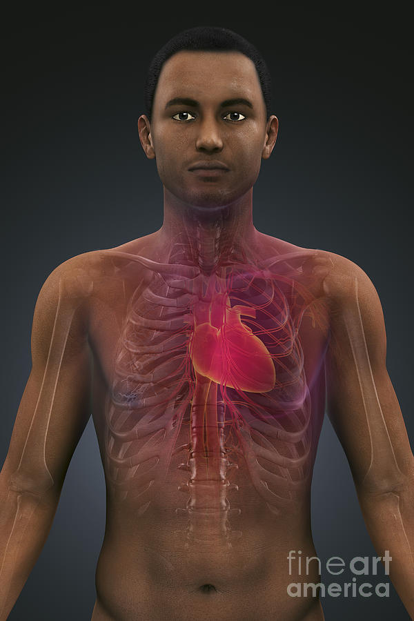 Thoracic Anatomy #3 Photograph by Science Picture Co