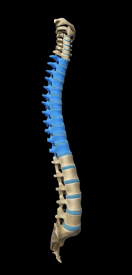 Thoracic Spine Photograph by Sciepro/science Photo Library