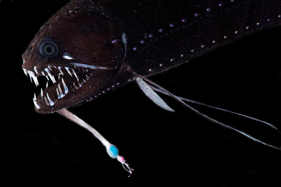 Threadfin Dragonfish Echiostoma Barbatum #3 Photograph by Dant Fenolio