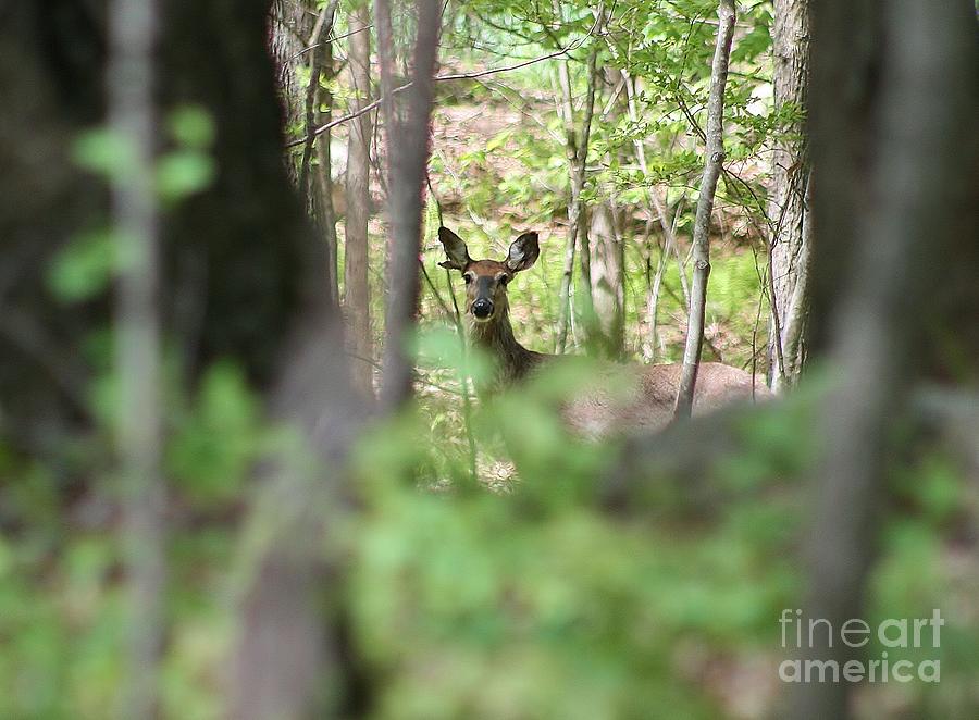 Deer Photograph - Through The Trees by Neal Eslinger