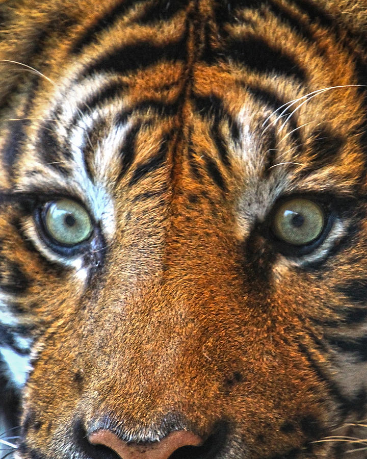 Tiger Face Close Up Photograph By Steve Mckinzie Fine Art America