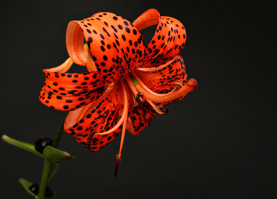 Tiger Lily #3 Photograph by Sandy Keeton