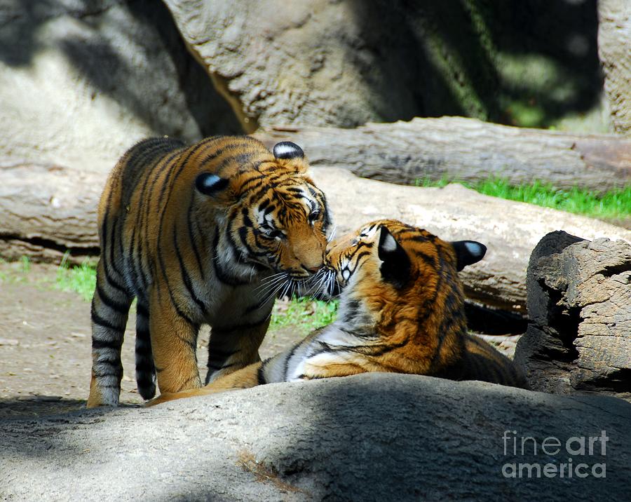 Tiger Love 2 Photograph by Mel Steinhauer