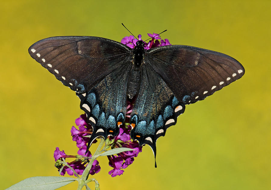Tiger Swallowtail Butterfly, Dark Phase #3 Photograph by Millard H. Sharp