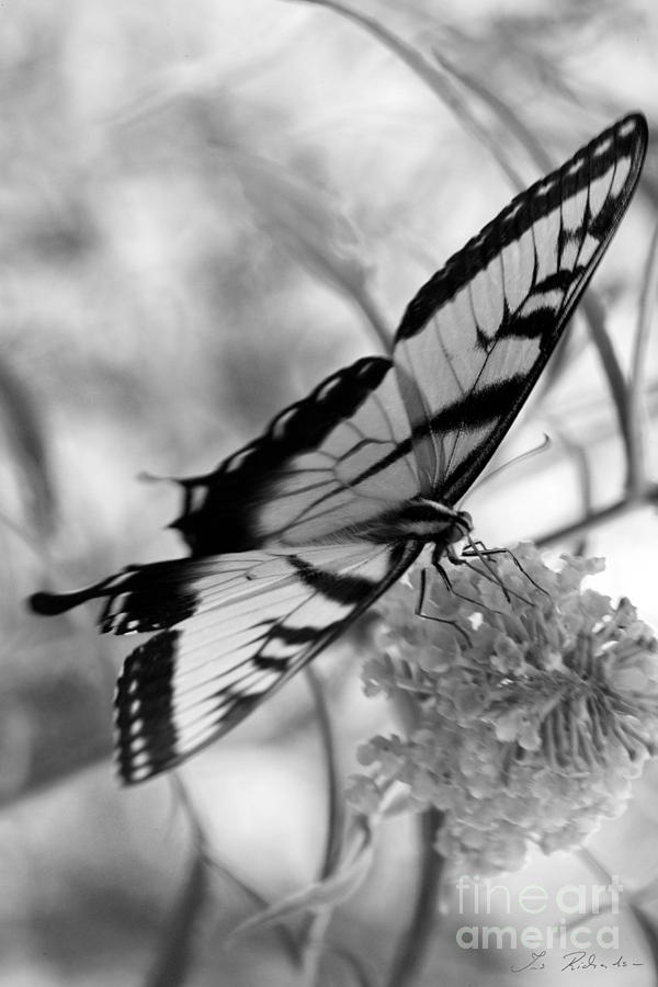 Tiger Swallowtail Butterfly #3 Photograph by Iris Richardson