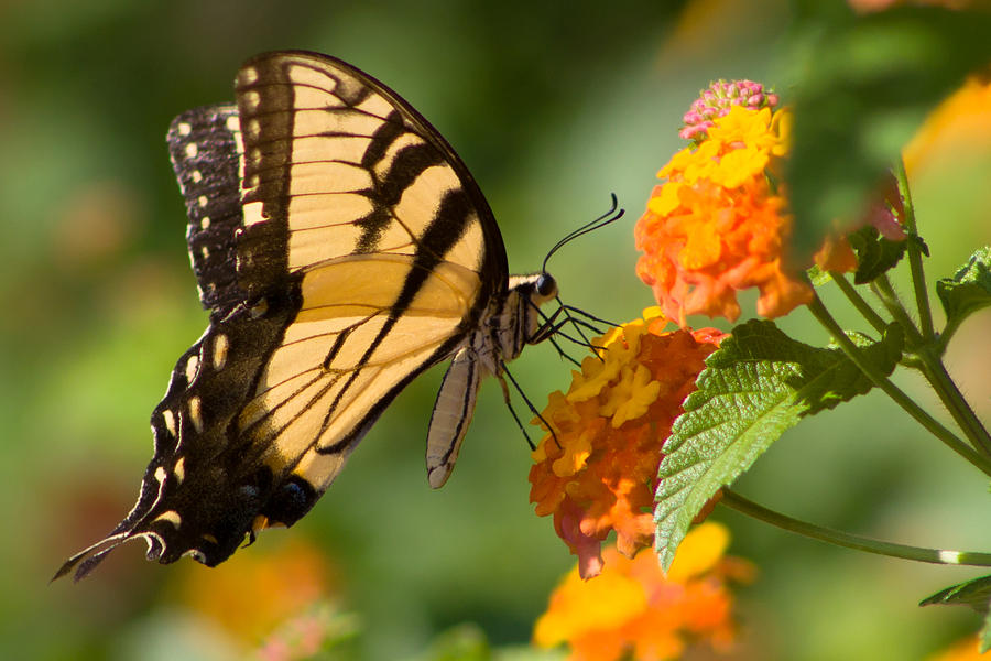 Tiger Swallowtail #3 Photograph by Lynne Jenkins