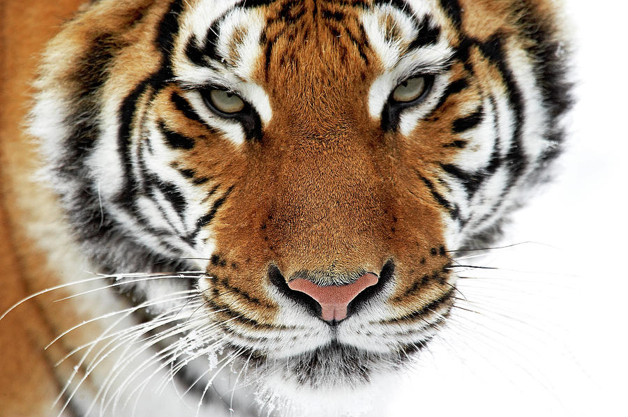 Tigre De Siberie Panthera Tigris Altaica Photograph by Gerard Lacz ...