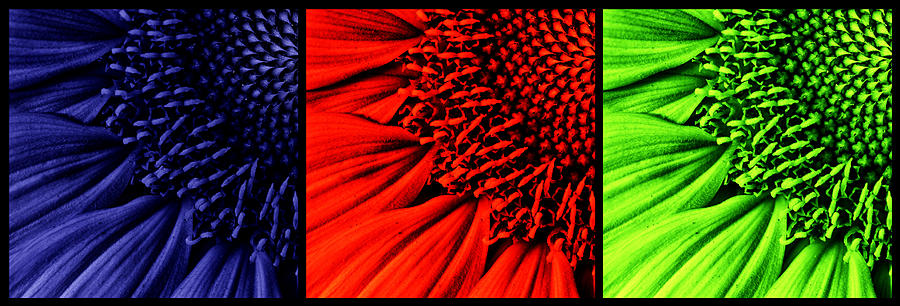 3 tile Sunflower colors Photograph by Mark Kiver
