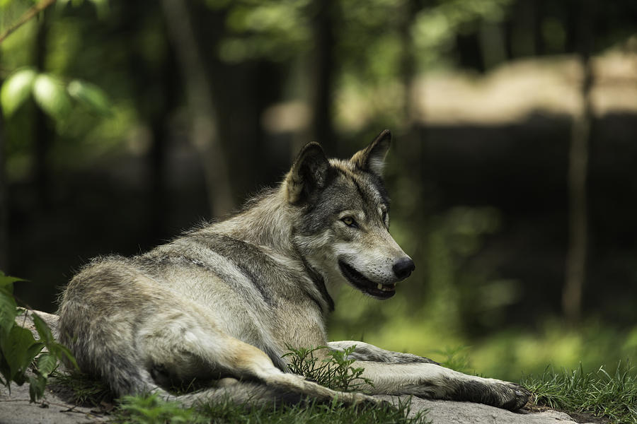 Timber Wolf #3 Photograph by Josef Pittner