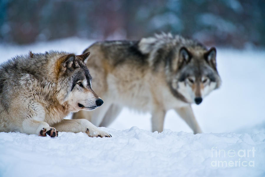 Timber Wolf Picture by Michael Cummings Timber Wolf Picture by Michael Cummings