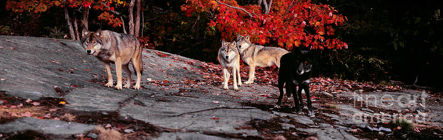 Timber wolves under a red maple tree - Pano Photograph by Les Palenik