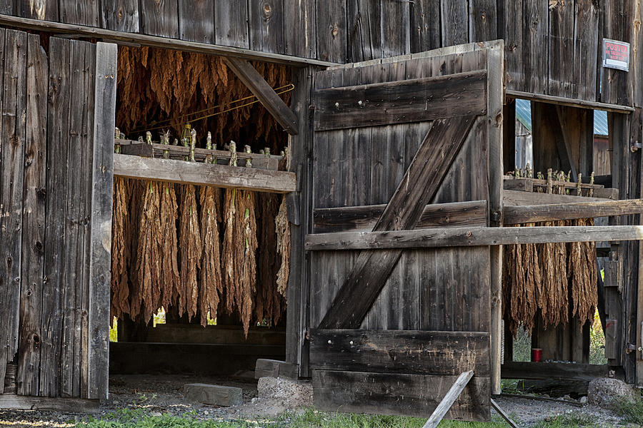 Nature Photograph - Tobacco Barn by Mountain Dreams