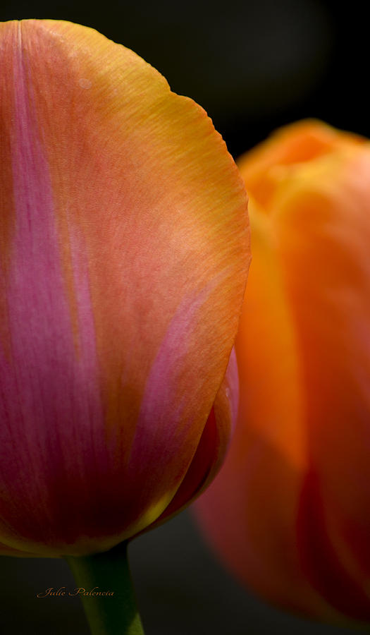 Tulip Photograph - Together by Julie Palencia