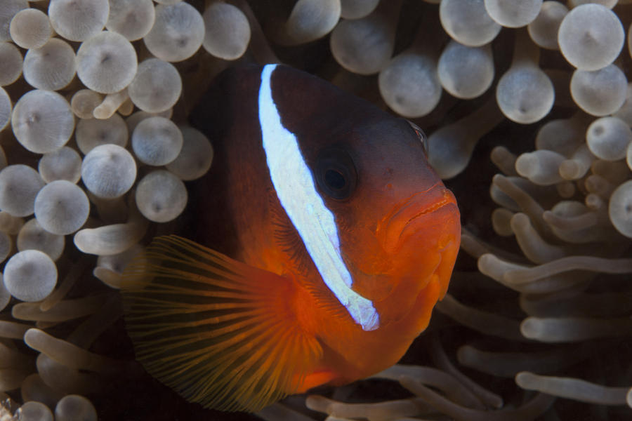 Tomato Clownfish In Its Host Anenome Photograph