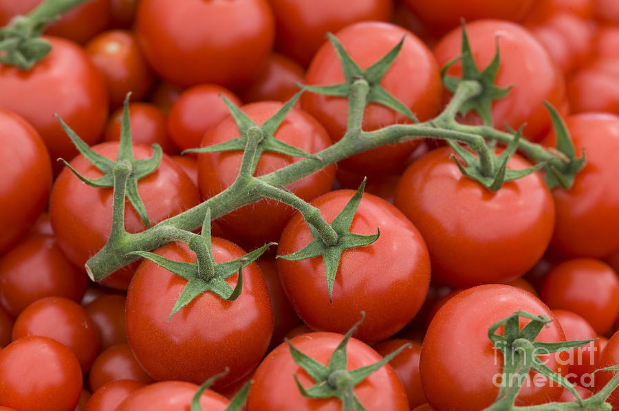 Tomato On The Vine #3 Photograph by Lee Avison