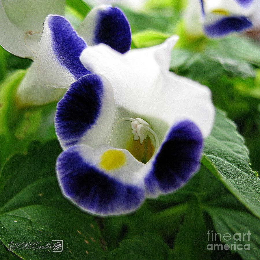 Torenia from the Duchess Mix #3 Photograph by J McCombie