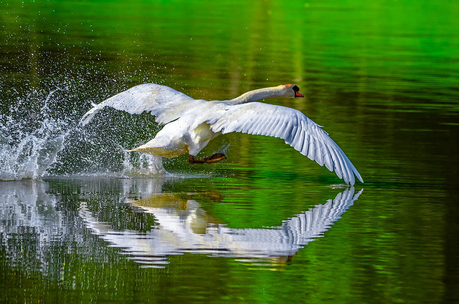 Touching Down Photograph by Brian Stevens - Fine Art America