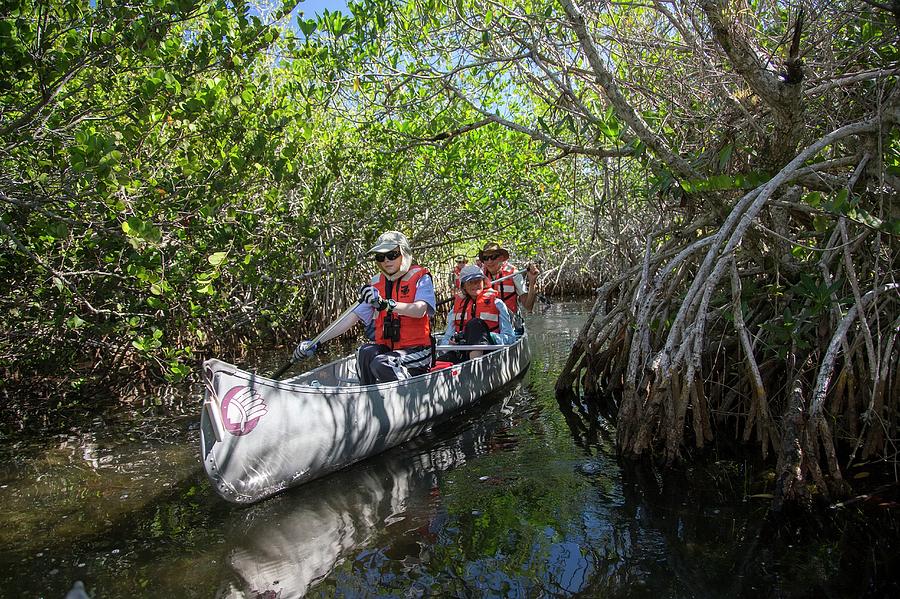 Everglades National Park Photograph - Tourists Canoeing In Mangrove Swamp #3 by Jim West