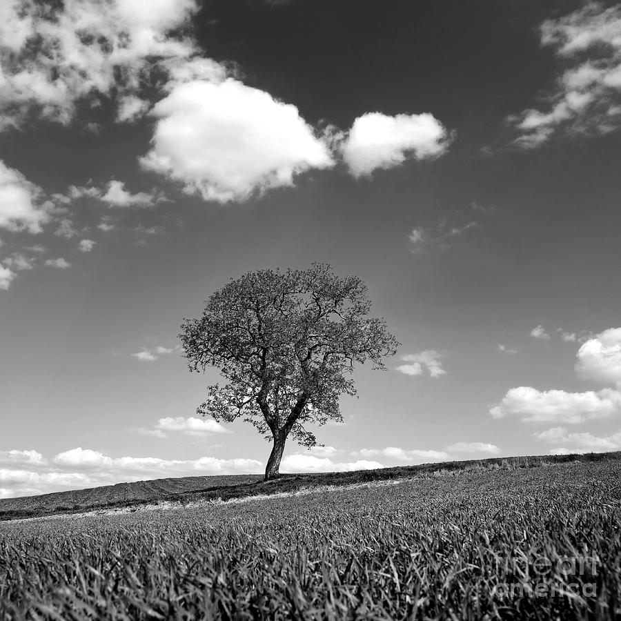Agriculture Photograph - Tree by Bernard Jaubert Agriculture Photograph - Tree by Bernard Jaubert