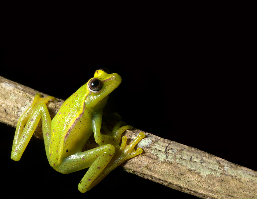 Tree Frog #3 Photograph by Dirk Ercken