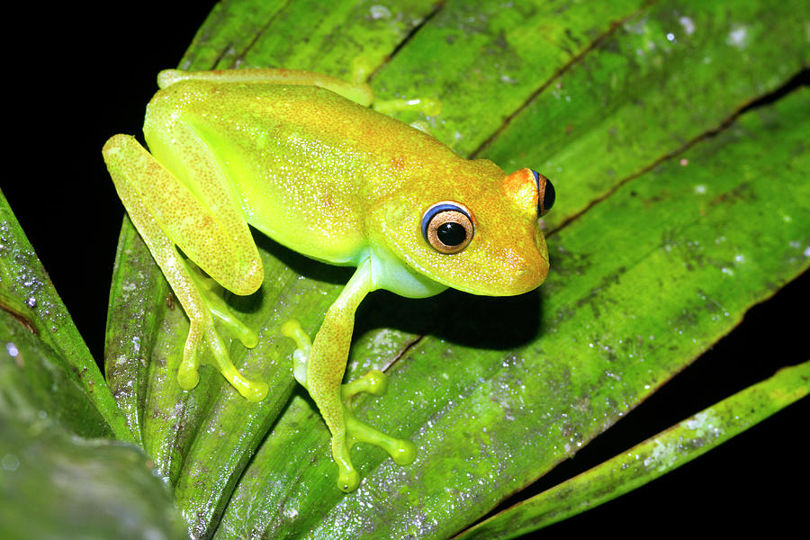 Tree Frog Photograph by Dr Morley Read/science Photo Library - Fine Art ...